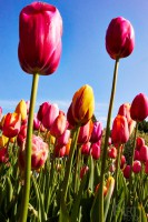 /album/fotogalerie-holandsko-galerie/cervene-tulipany-jpg/